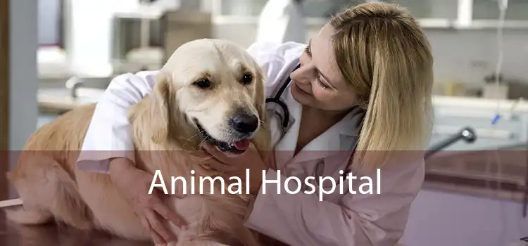 Animal Hospital - Small, Affordable, And Emergency Animal Hospital