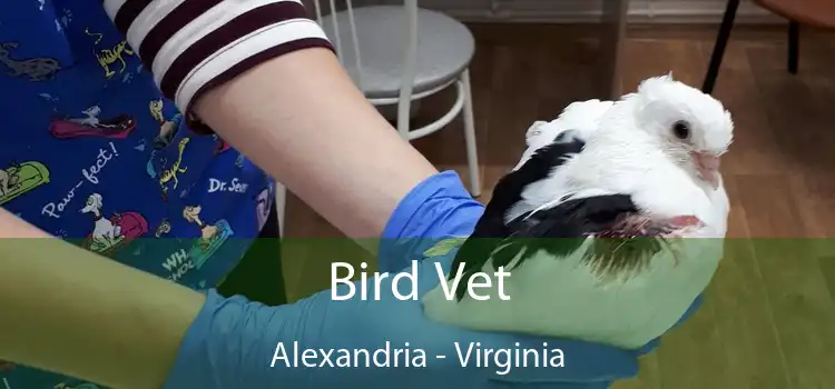 Bird Vet Alexandria - Virginia