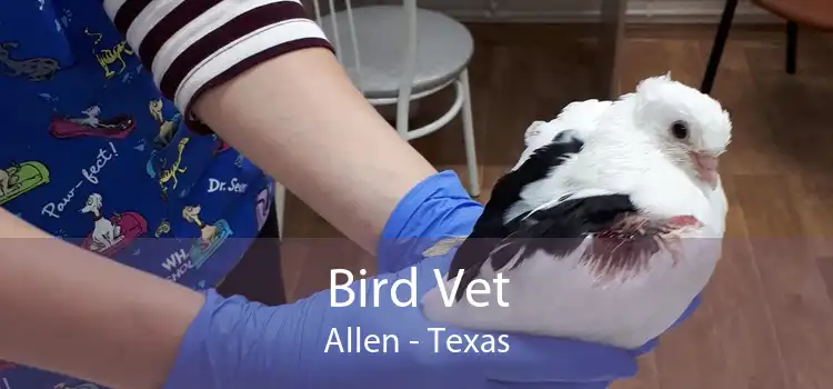 Bird Vet Allen - Texas