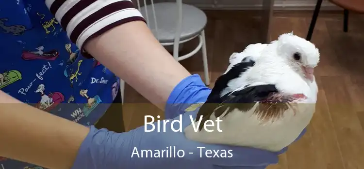 Bird Vet Amarillo - Texas