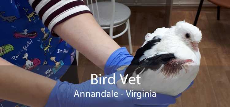 Bird Vet Annandale - Virginia