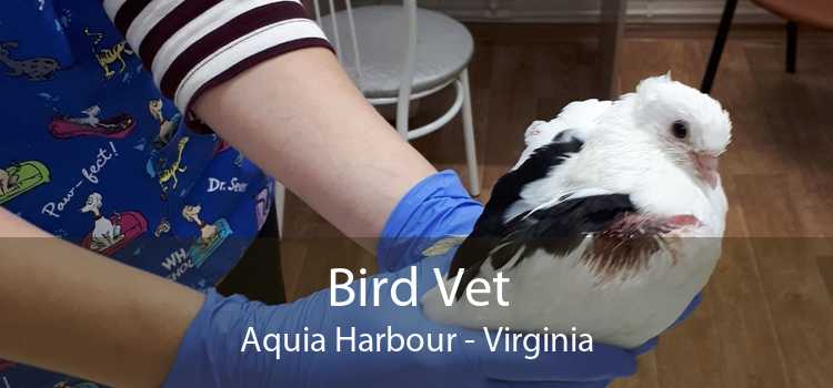 Bird Vet Aquia Harbour - Virginia