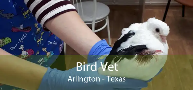 Bird Vet Arlington - Texas