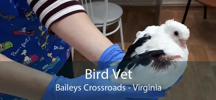 Bird Vet Baileys Crossroads - Virginia