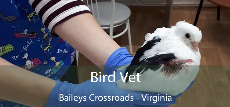 Bird Vet Baileys Crossroads - Virginia