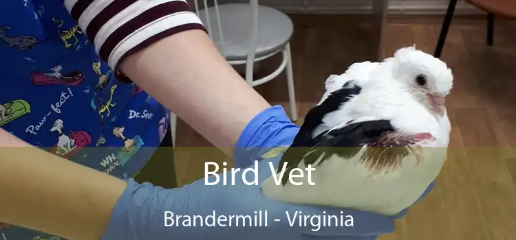 Bird Vet Brandermill - Virginia