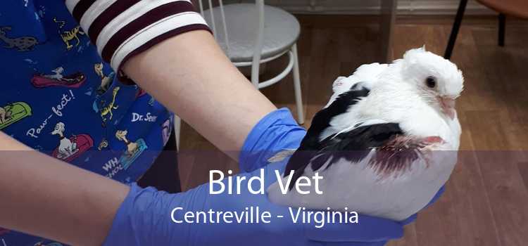 Bird Vet Centreville - Virginia