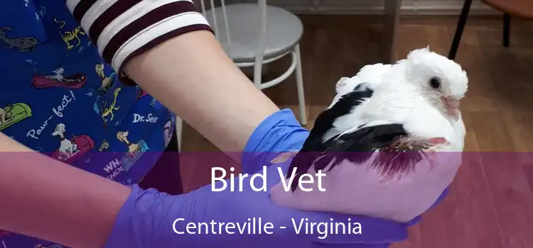 Bird Vet Centreville - Virginia