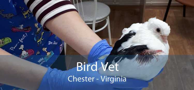 Bird Vet Chester - Virginia