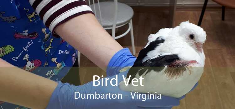 Bird Vet Dumbarton - Virginia