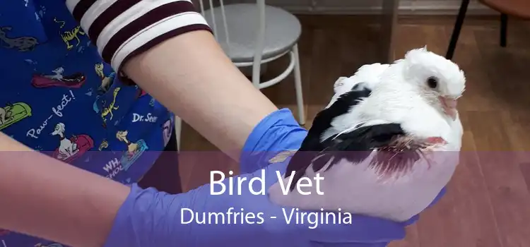 Bird Vet Dumfries - Virginia