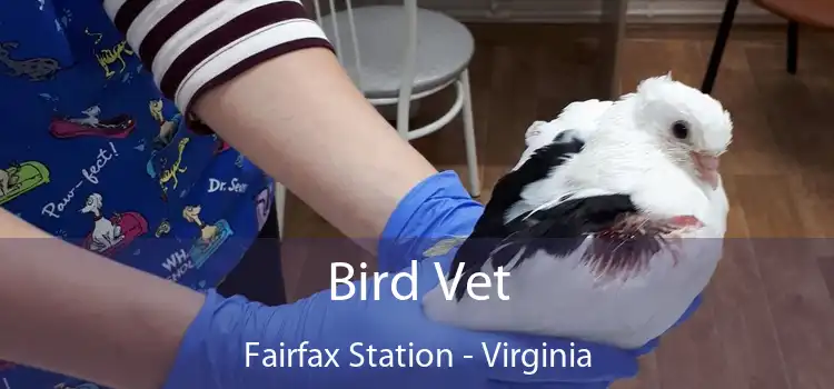 Bird Vet Fairfax Station - Virginia