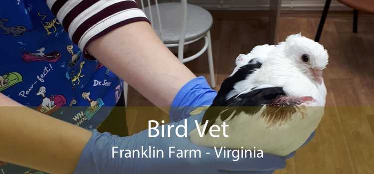 Bird Vet Franklin Farm - Virginia