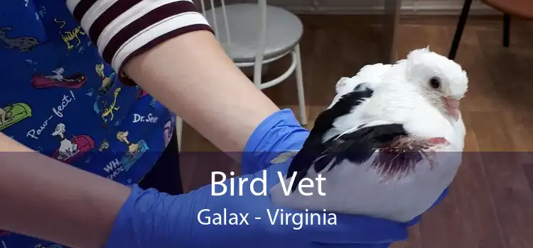 Bird Vet Galax - Virginia