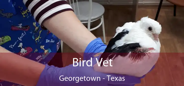 Bird Vet Georgetown - Texas