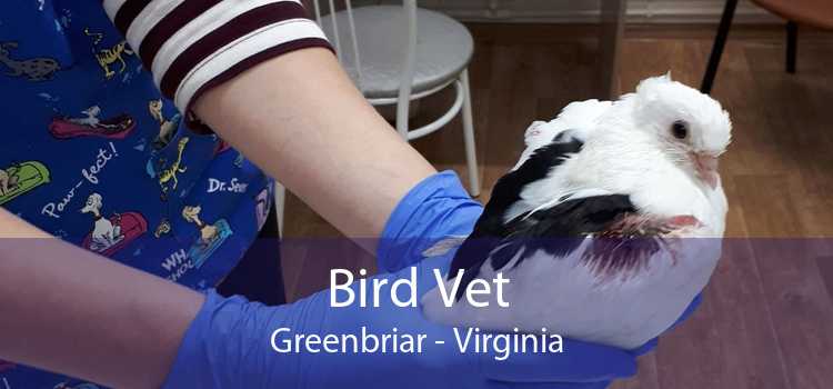 Bird Vet Greenbriar - Virginia