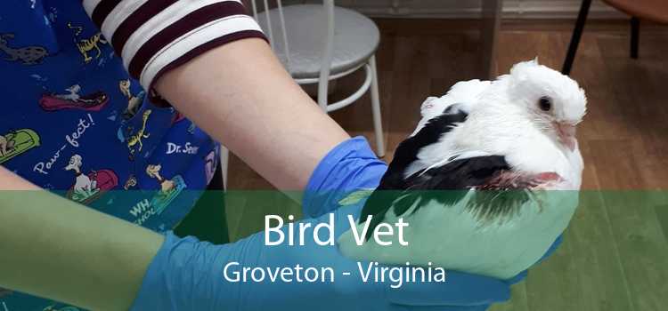 Bird Vet Groveton - Virginia