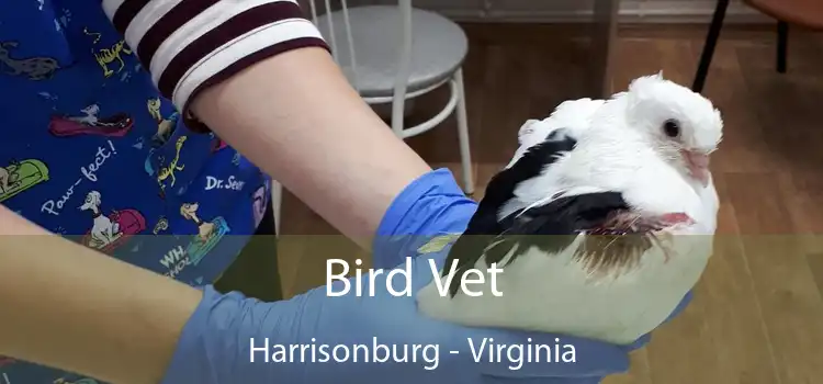 Bird Vet Harrisonburg - Virginia