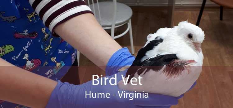 Bird Vet Hume - Virginia