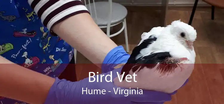 Bird Vet Hume - Virginia