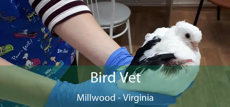 Bird Vet Millwood - Virginia