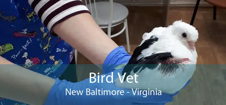 Bird Vet New Baltimore - Virginia