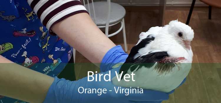 Bird Vet Orange - Virginia