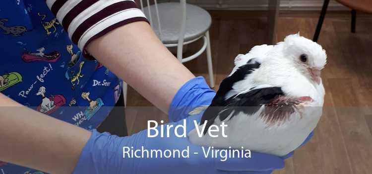 Bird Vet Richmond - Virginia