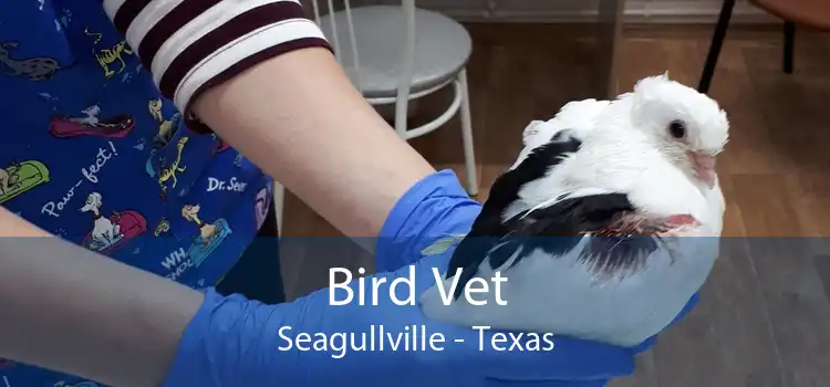 Bird Vet Seagullville - Texas