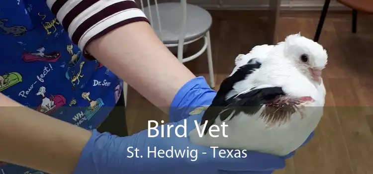 Bird Vet St. Hedwig - Texas