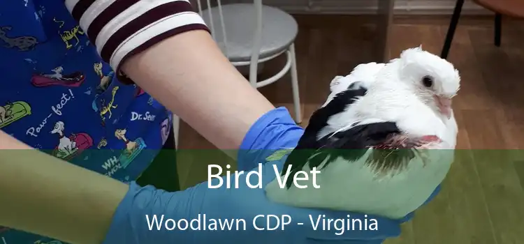 Bird Vet Woodlawn CDP - Virginia