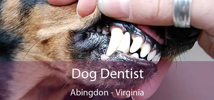 Dog Dentist Abingdon - Virginia