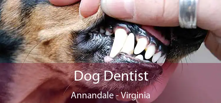 Dog Dentist Annandale - Virginia