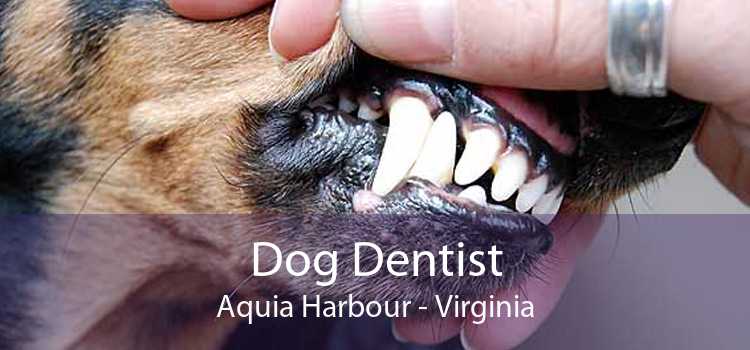Dog Dentist Aquia Harbour - Virginia