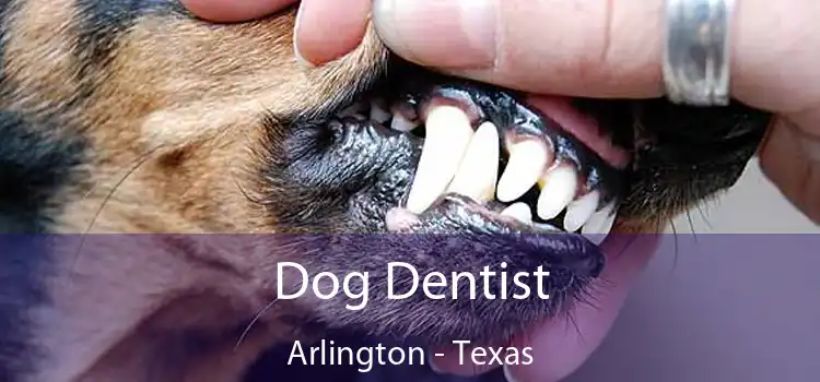 Dog Dentist Arlington - Texas