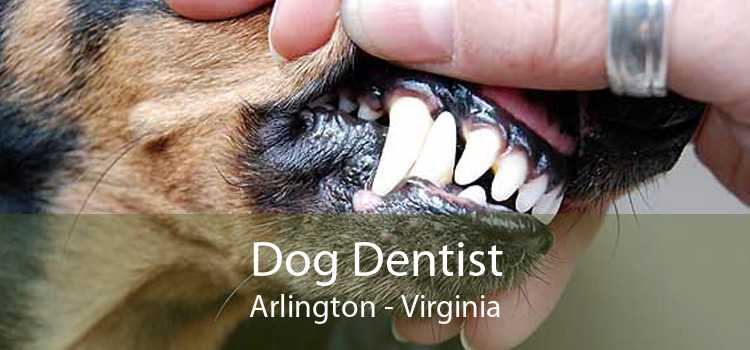 Dog Dentist Arlington - Virginia