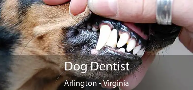 Dog Dentist Arlington - Virginia