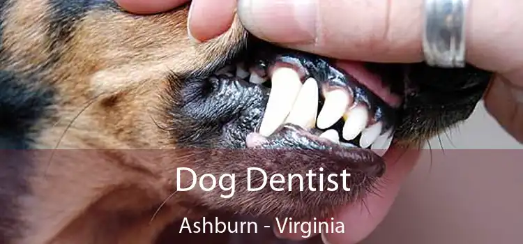 Dog Dentist Ashburn - Virginia