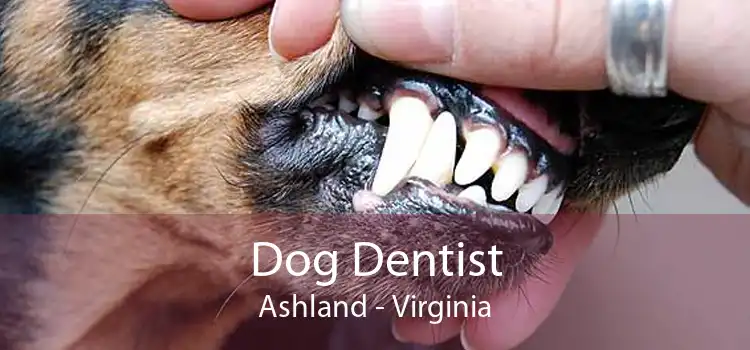 Dog Dentist Ashland - Virginia
