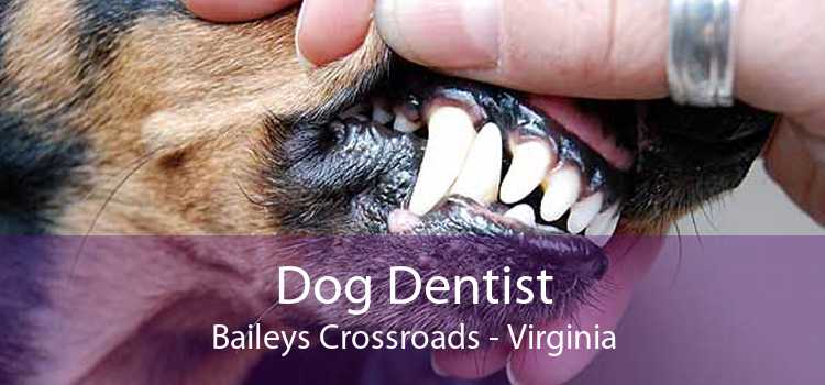 Dog Dentist Baileys Crossroads - Virginia