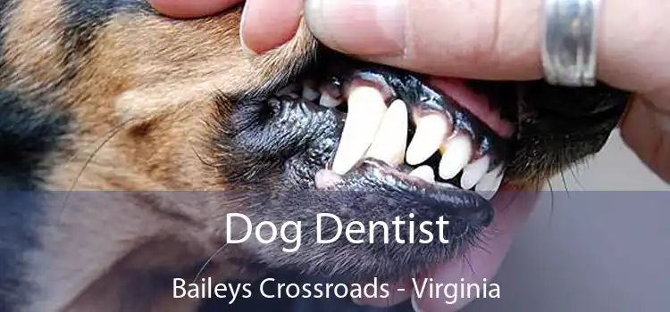 Dog Dentist Baileys Crossroads - Virginia