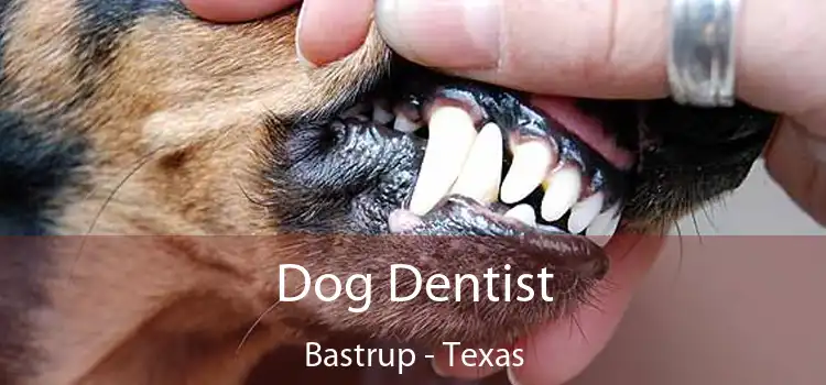 Dog Dentist Bastrup - Texas