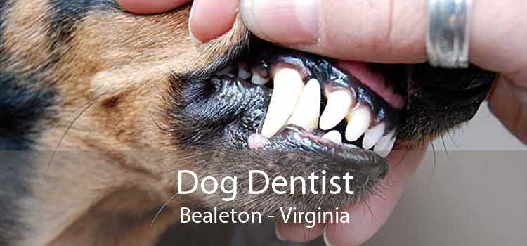 Dog Dentist Bealeton - Virginia