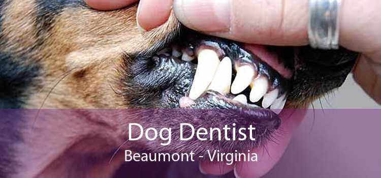 Dog Dentist Beaumont - Virginia