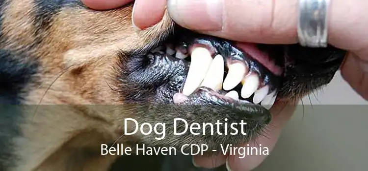 Dog Dentist Belle Haven CDP - Virginia