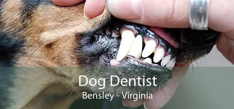 Dog Dentist Bensley - Virginia