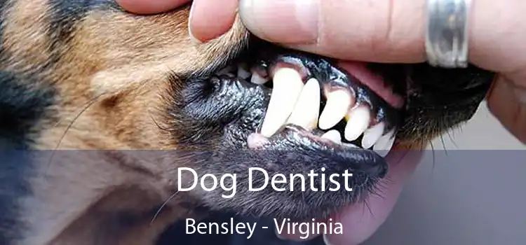 Dog Dentist Bensley - Virginia