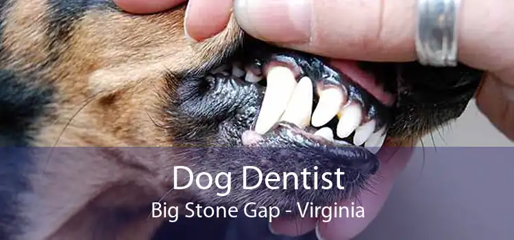 Dog Dentist Big Stone Gap - Virginia