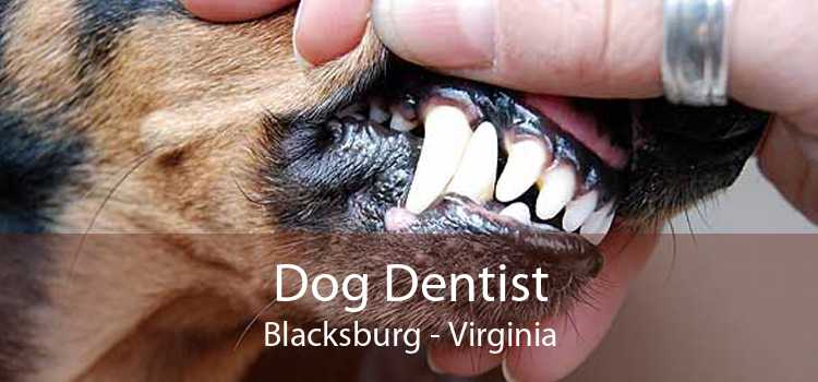 Dog Dentist Blacksburg - Virginia
