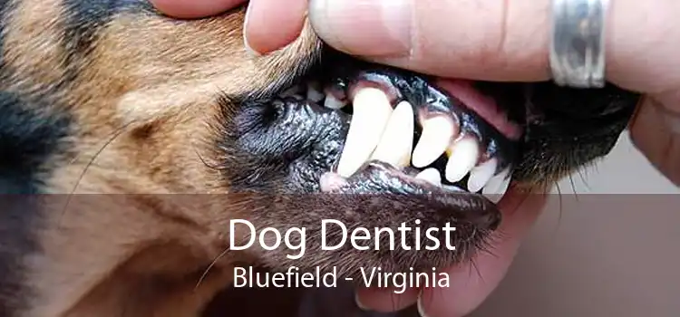 Dog Dentist Bluefield - Virginia